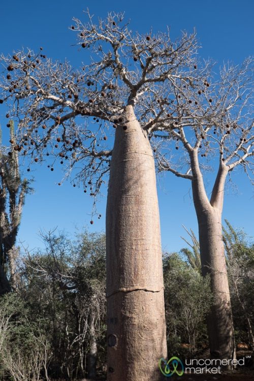 Madagascar Conservation Baobab Trees