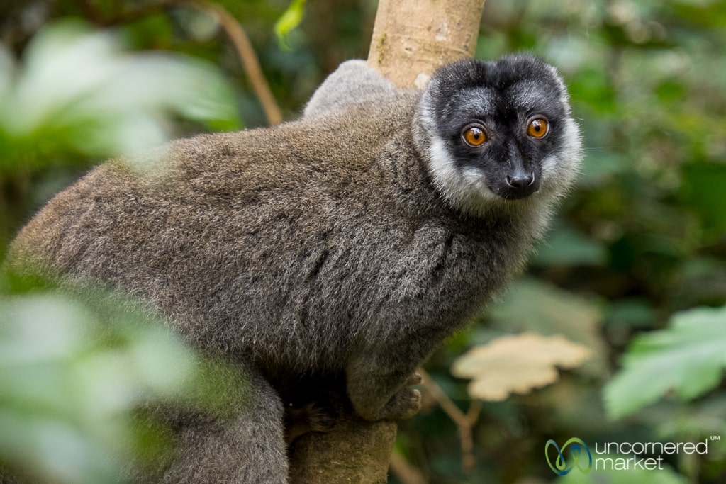 Madagascar Travel, Brown Lemur in Andasibe 