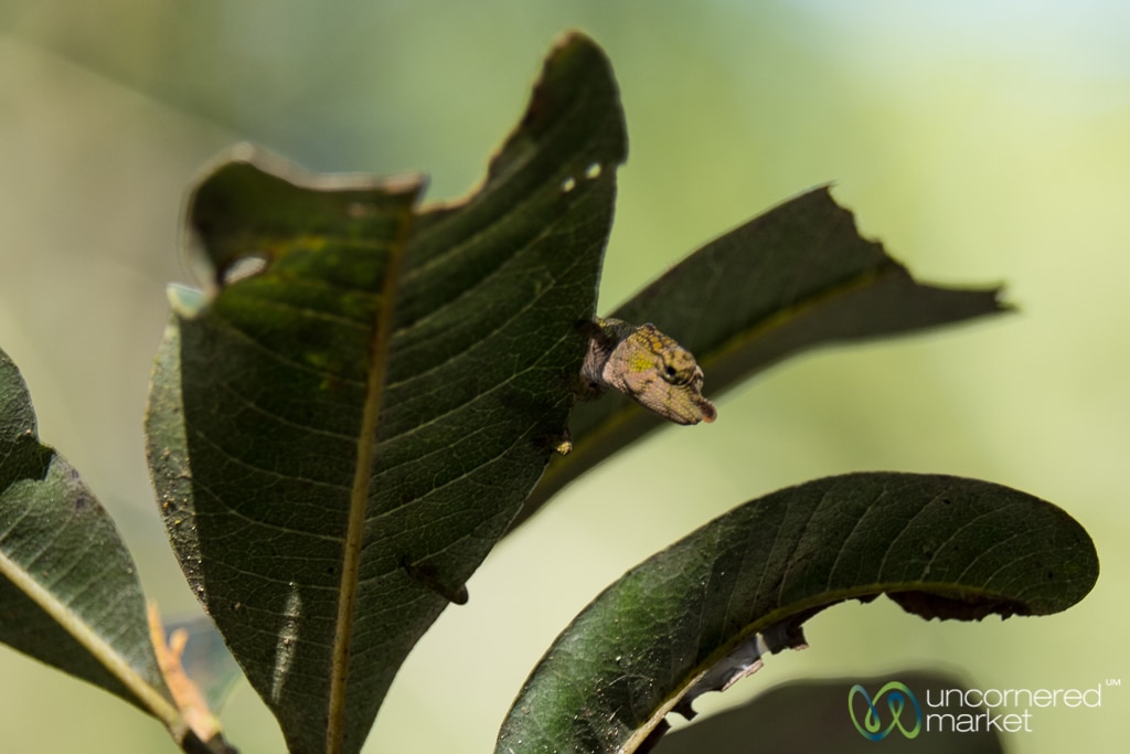 Madagascar Travel, dwarf chameleon