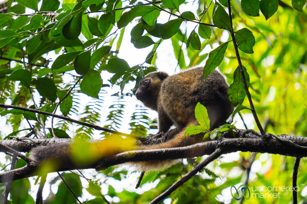 Madagascar Travel, Golden Bamboo Lemur