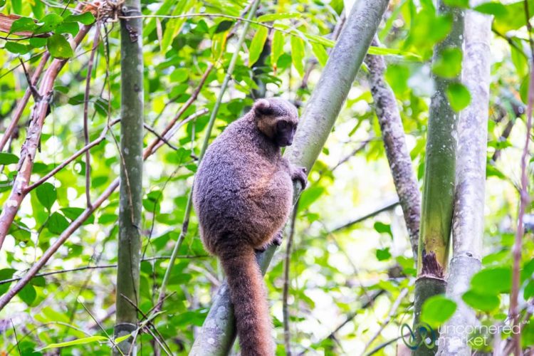 Madagascar Travel and Conservation of Lemurs