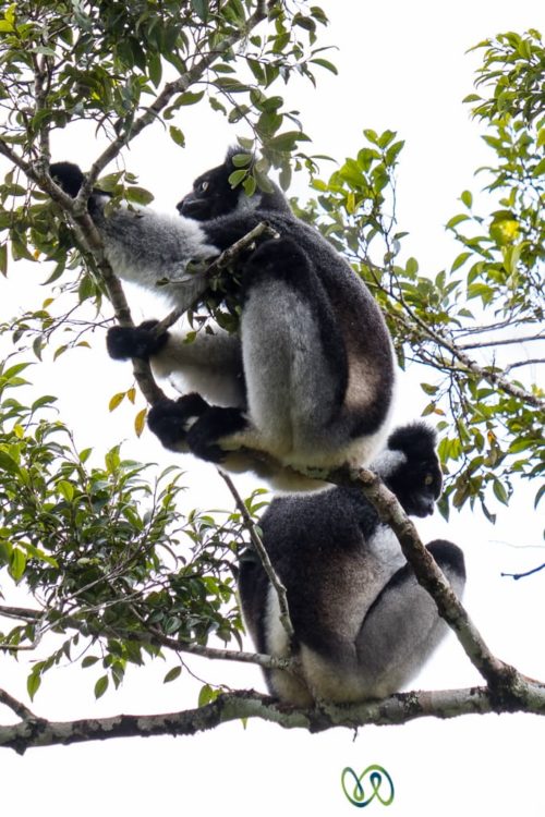 Madagascar Travel, Indri Lemurs