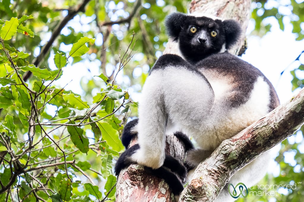 Madagascar Travel, Viewing Indri Lemurs