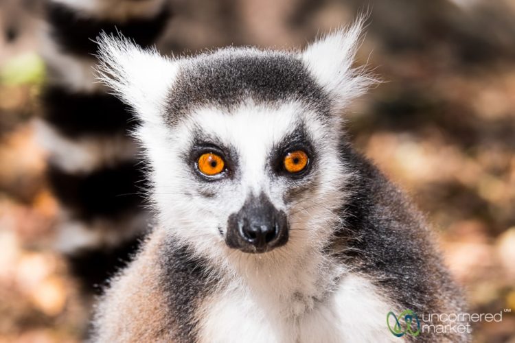 Madagascar Travel, Lemurs