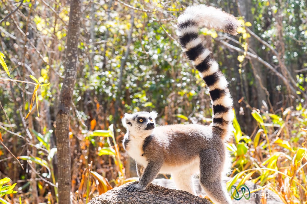 Madagascar Travel, Ring-Tail Lemur Viewings
