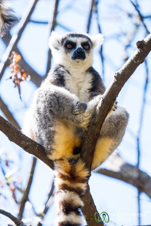 Madagascar Travel, Ring-Tail Lemurs