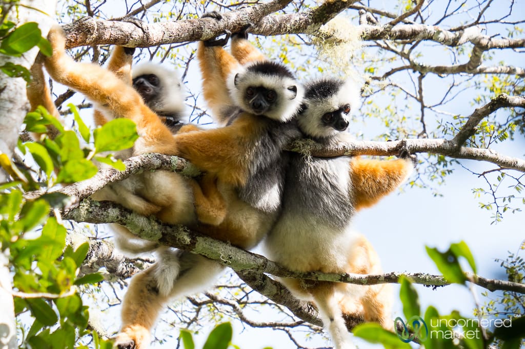 Madagascar Travel, diademed sifaka lemurs