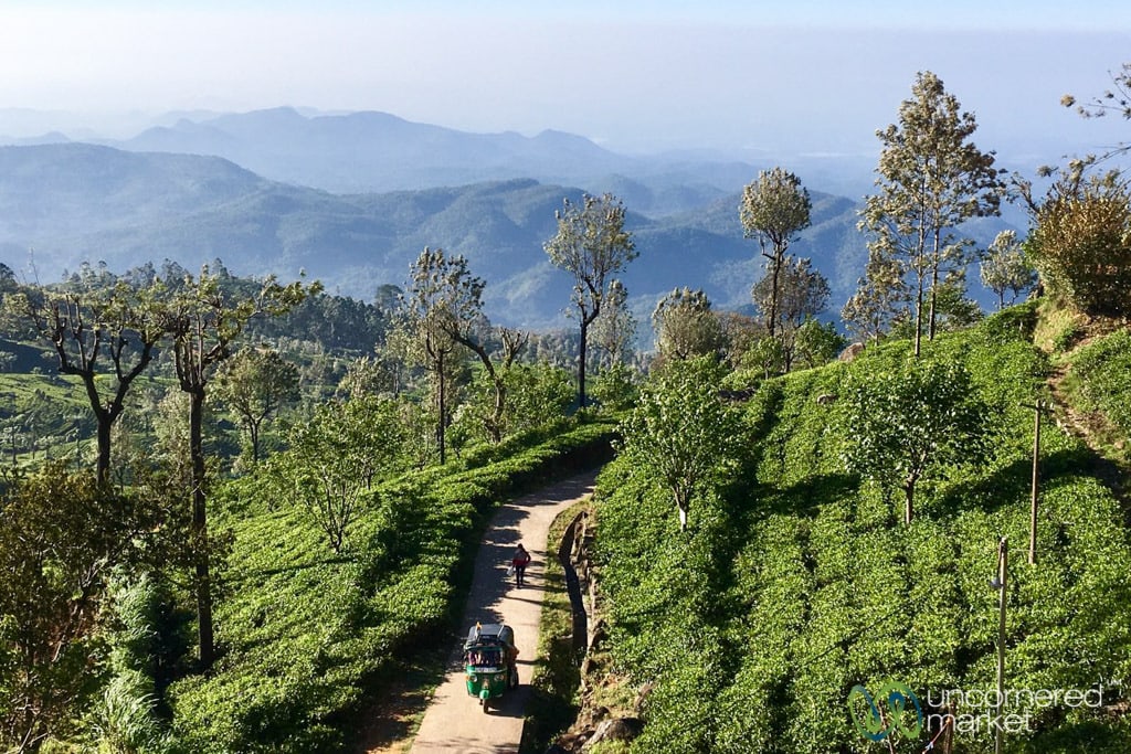 Sri Lanka Travel Guide, Haputale Tea Plantations