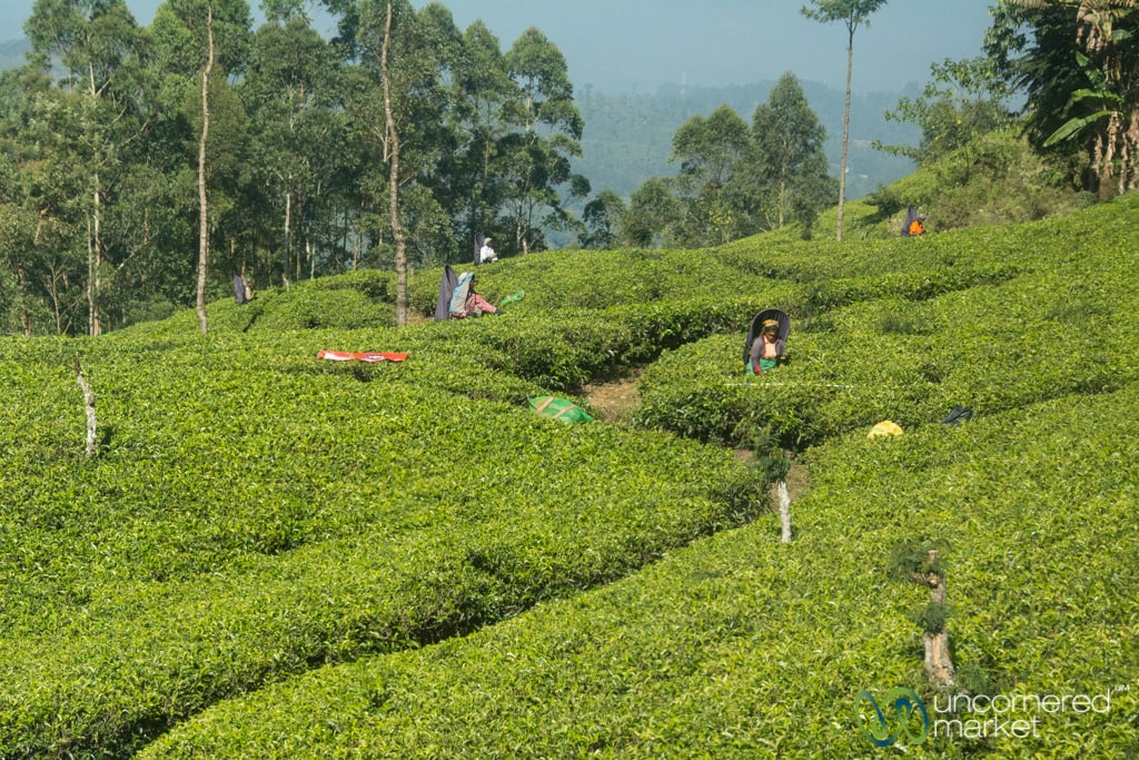 Sri Lanka Travel Guide, Hill Country Tea Plantations
