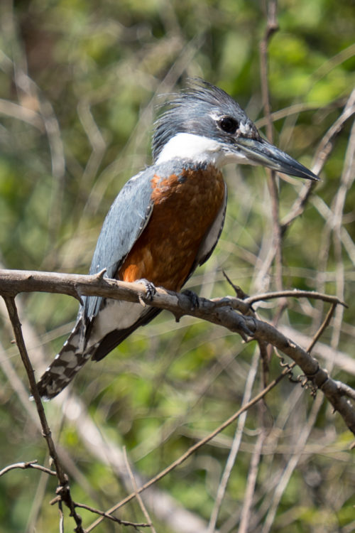 Brazil Tour, Pantanal Boat Trip and Bird Watching