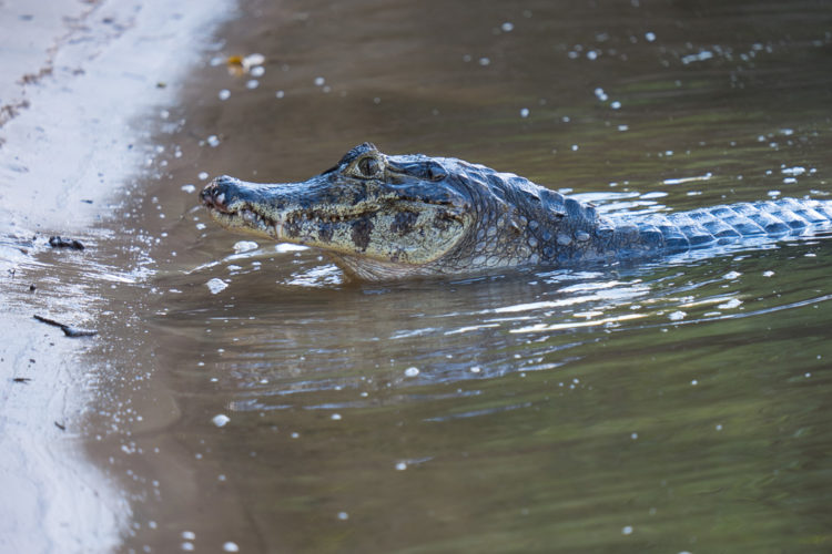 Brazil Tour, Wildlife spotting in the Pantanal