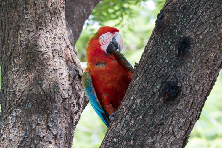 Brazil Tour, bird watching in the Pantanal