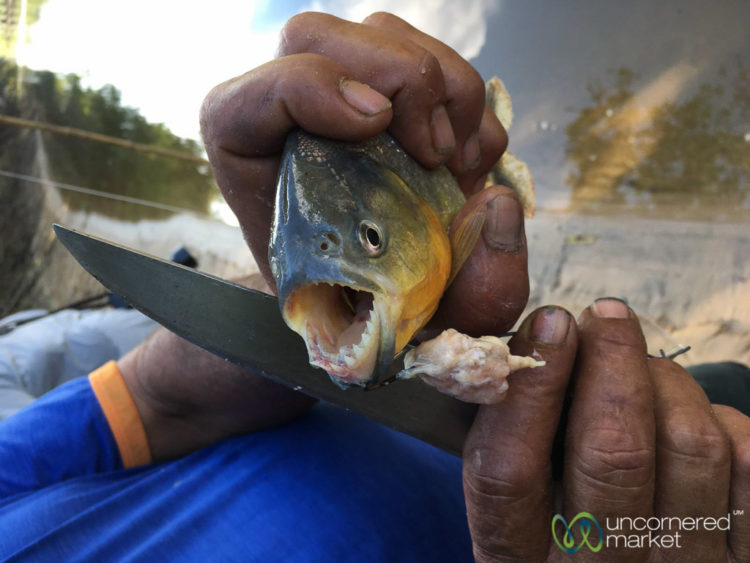 Brazil Tour, Piranha fishing in the Pantanal