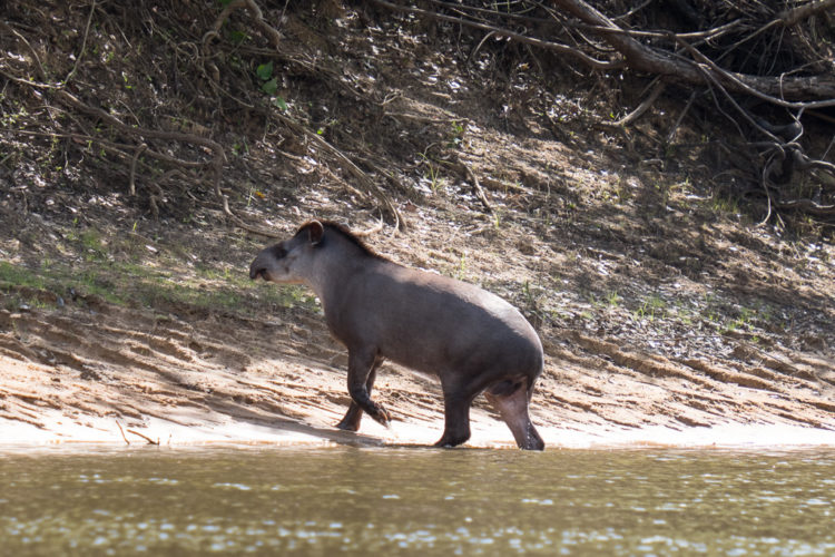 Brazil Tour, Wildlife in the Pantanal