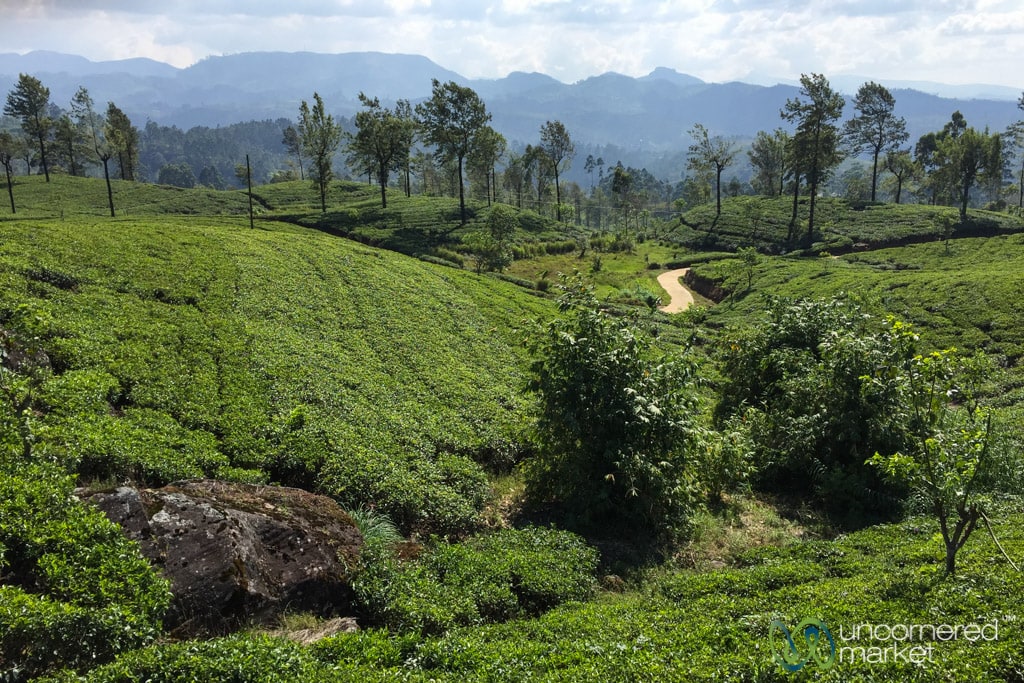 Sri Lanka Travel Guide, Hill Country and Tea Plantations