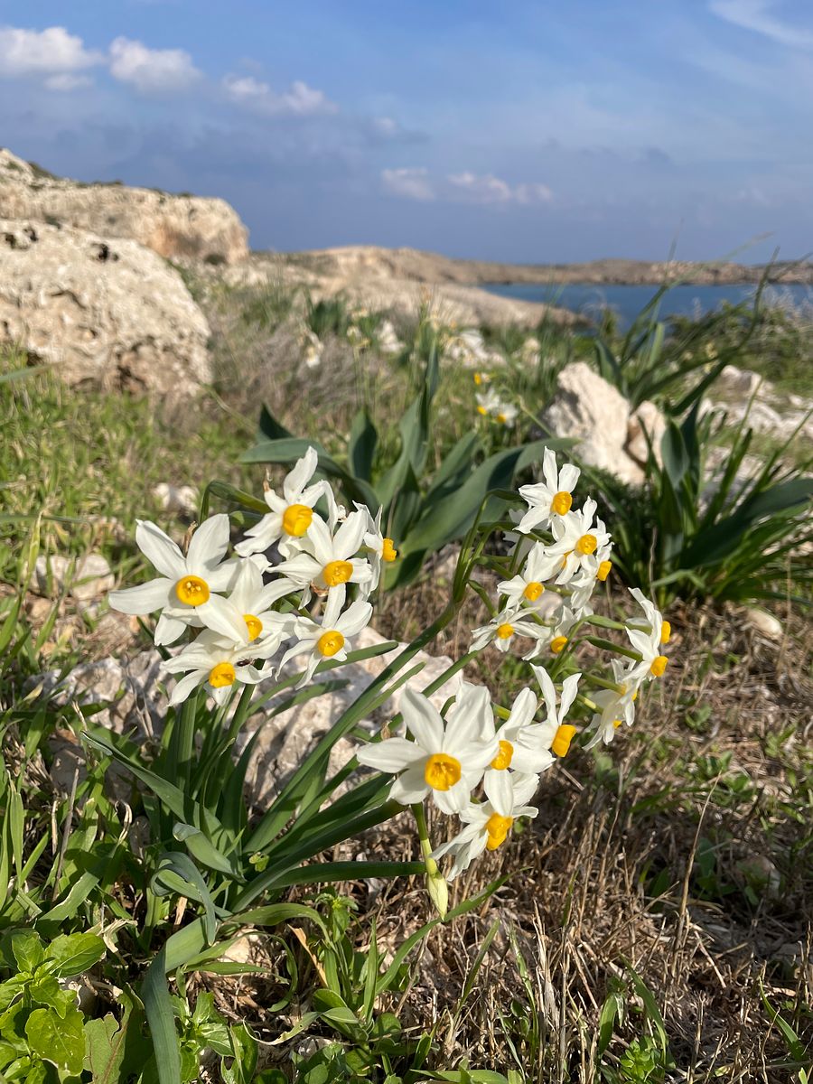 Hiking in Cyprus, flowers along the Cape Greco trails