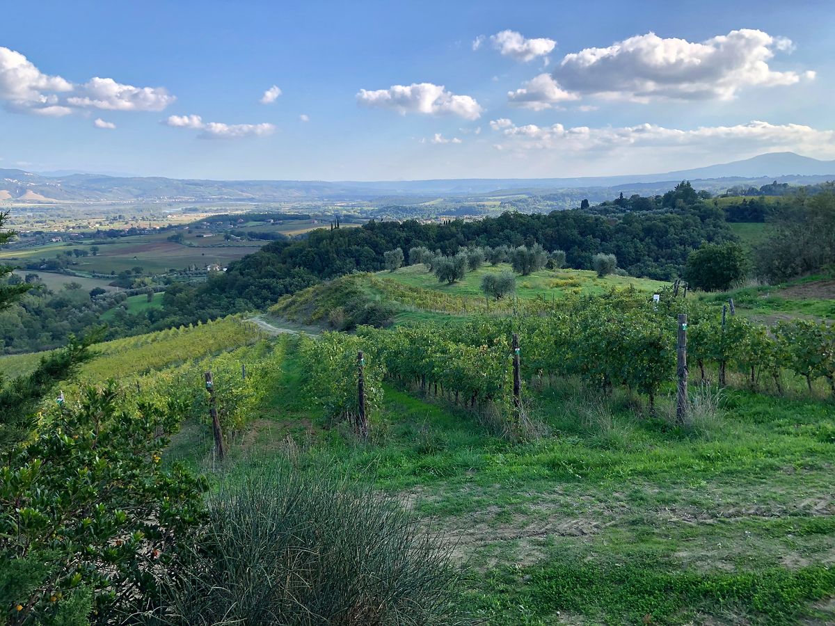 Lazio Wineries, Trebotti vineyards in Tuscia